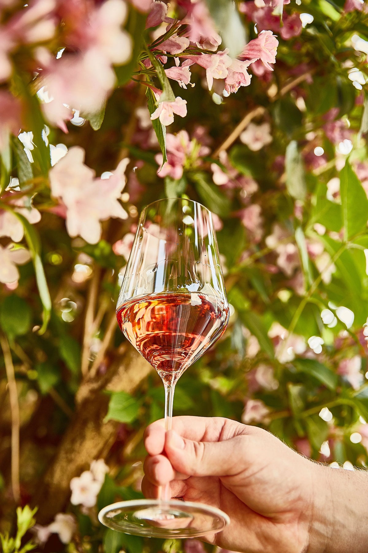 Hand holding a Zalto White Wine glass of rosé wine among pink blossom