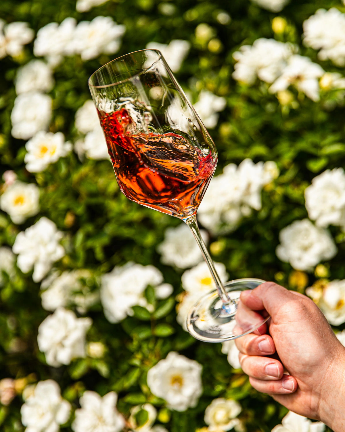 Hand swirling rosé wine in a Zalto White Wine glass above white flowers